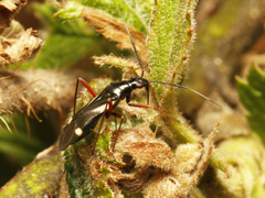 Orectoderus obliquus