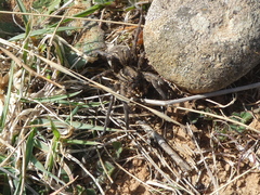 Lycosa tarantula