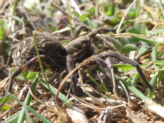 Lycosa tarantula