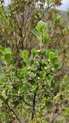 Baccharis papillosa