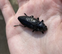 Chalcophora detrita