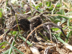 Lycosa tarantula