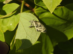 Ileomus mucoreus