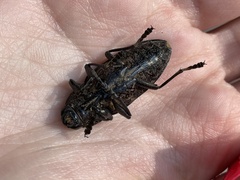 Chalcophora detrita