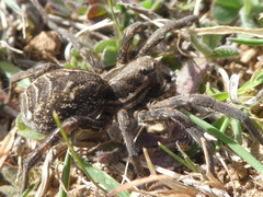 Lycosa tarantula