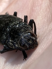Chalcophora detrita