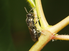 Hylaeus verticalis