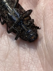 Chalcophora detrita
