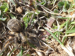 Lycosa tarantula