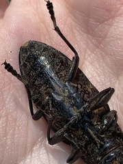 Chalcophora detrita