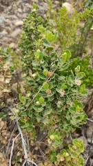 Baccharis papillosa