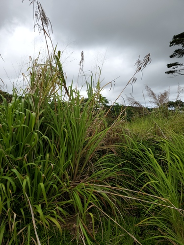 Chinese Cane (Saccharum ×)