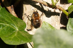 Anthophora plumipes