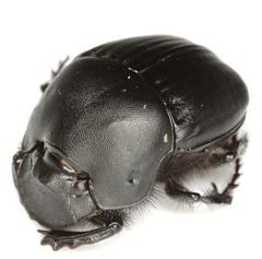 Phanaeus texensis