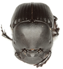 Phanaeus texensis
