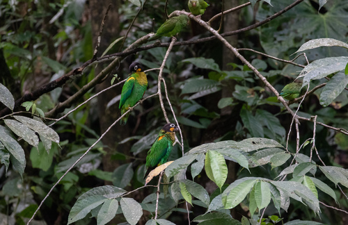 Orange-cheeked Parrot (Pyrilia barrabandi), photo 9