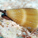 Conus lividus - Photo (c) uwkwaj, μερικά δικαιώματα διατηρούνται (CC BY-NC), uploaded by uwkwaj