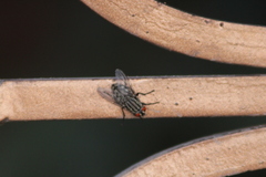 Sarcophagidae