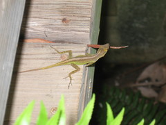 Anolis marmoratus