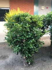 Ilex × altaclerensis