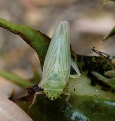 Pagaronia tredecimpunctata
