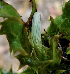 Pagaronia tredecimpunctata