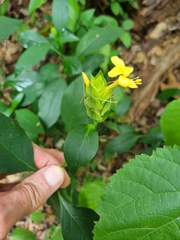 Barleria crossandriformis