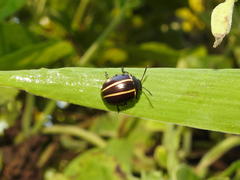 Desmogramma