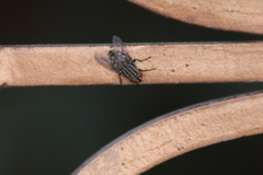 Sarcophagidae