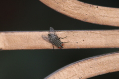 Sarcophagidae