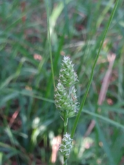 Carex hirsutella