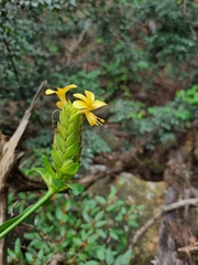 Barleria crossandriformis