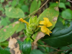 Barleria crossandriformis