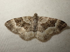 Epirrhoe rivata