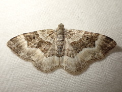 Epirrhoe rivata