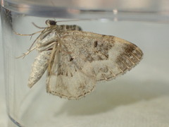 Epirrhoe rivata