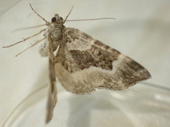 Epirrhoe rivata