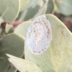 Phyllonorycter manzanita
