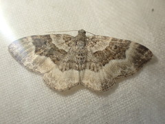 Epirrhoe rivata