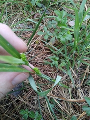 Carex glaucodea