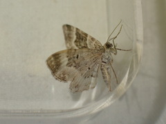 Epirrhoe rivata