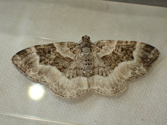 Epirrhoe rivata