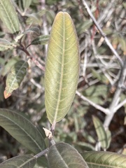 Frangula californica tomentella