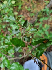 Ochna inermis