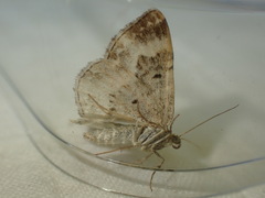 Epirrhoe rivata