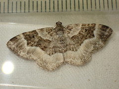 Epirrhoe rivata