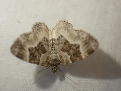 Epirrhoe rivata