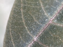 Frangula californica tomentella