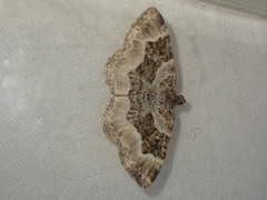 Epirrhoe rivata