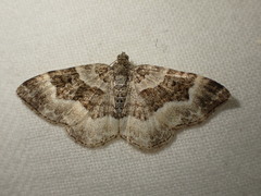 Epirrhoe rivata